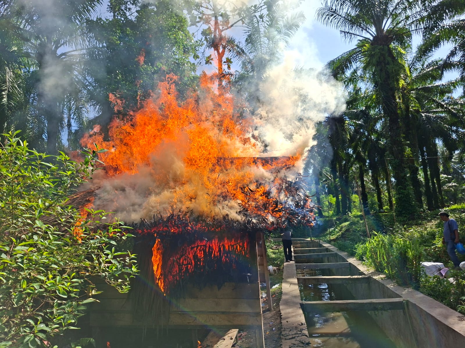 Digerebek Polisi, Gubuk Bandar Sabu di Tanah Jawa Dibakar hingga Rata dengan Tanah